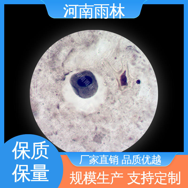 个性化定做 性价比高 植物标本 一对一质检 雨林教育工程