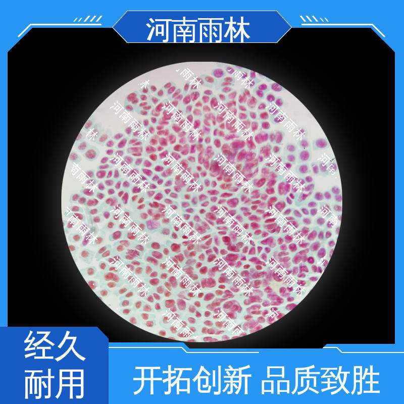雨林教育工程 个性化定做 细胞清晰 可定制 植物标本