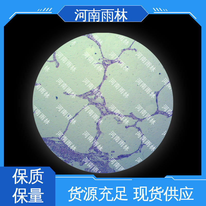 雨林教育 显微标本 性价比高 个性化定做 颜色鲜亮