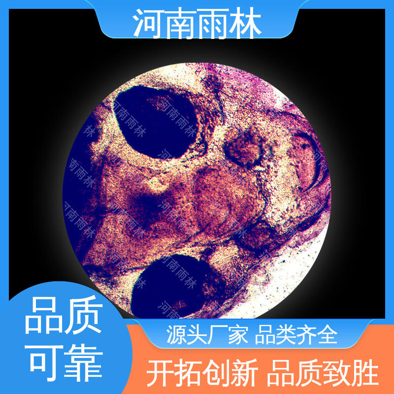 雨林教育 一对一质检 个性化定做 植物标本 售后无忧