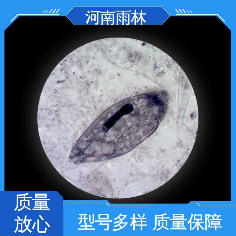 雨林教育工程 病害标本 质量优 个性化定做 细胞清晰