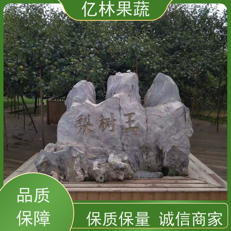 基地供应 黄桃苗 现挖现发 口感香甜 根系饱满成活率高