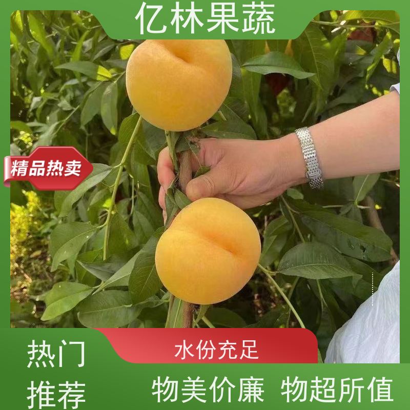 亿林苗木 根系饱满成活率高 黄尊蜜梨 口感香甜 中华玉梨树苗