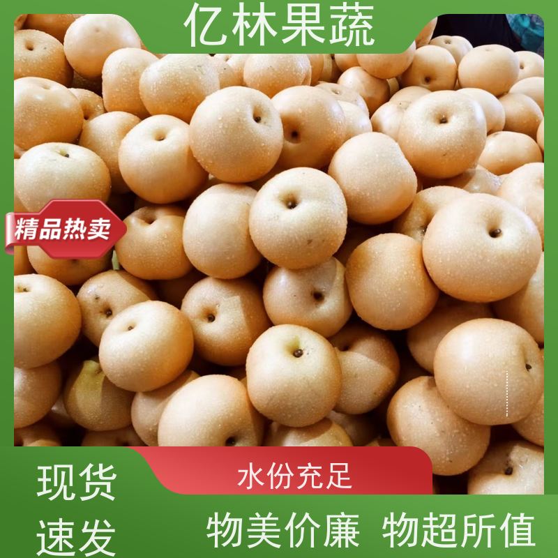 基地供应 根系饱满成活率高 特产果树梨幼苗 八盘梨树苗