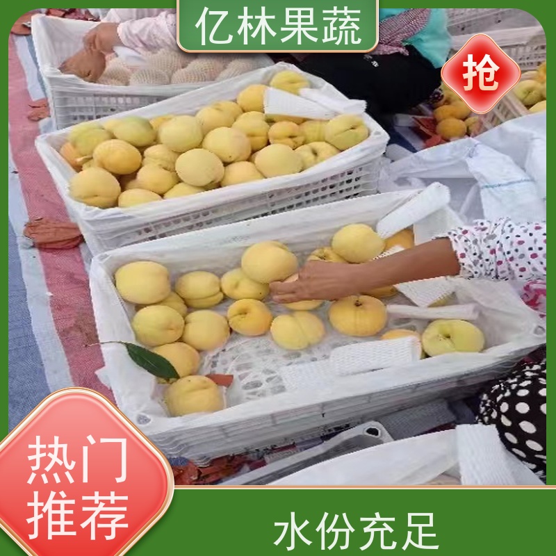 基地供应 丰水梨树苗 成活率高 嫁接技术指导 抗寒能力强