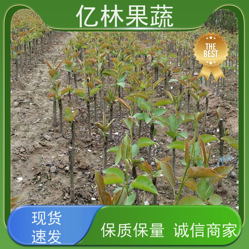 基地供应 根系饱满成活率高 三公分现挖现发 品种齐全 玉露香梨树苗