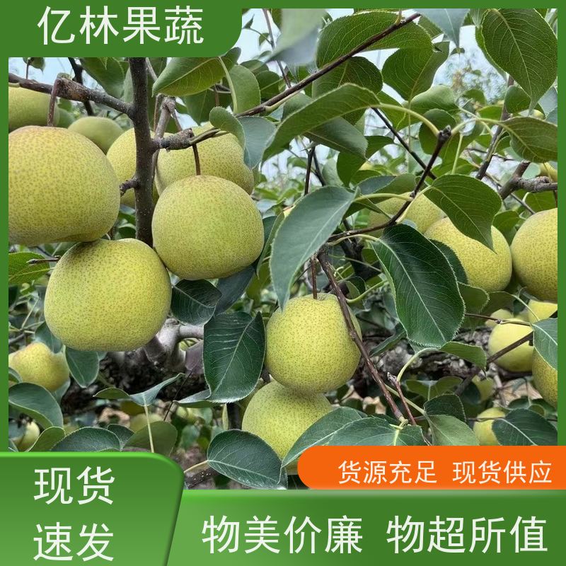 亿林苗木 八盘梨树苗 果实饱满味道好 黄尊蜜梨 口感香甜
