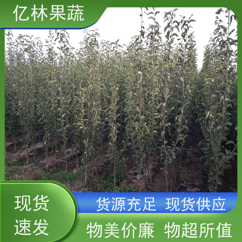 亿林苗木 黄金梨树苗 成活率高 南北方种植 香酥梨果树