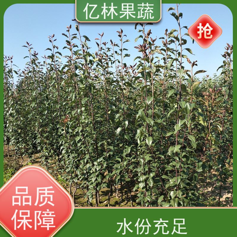 基地培育 桃树苗 新品种挑苗 香甜可口 果实饱满味道好