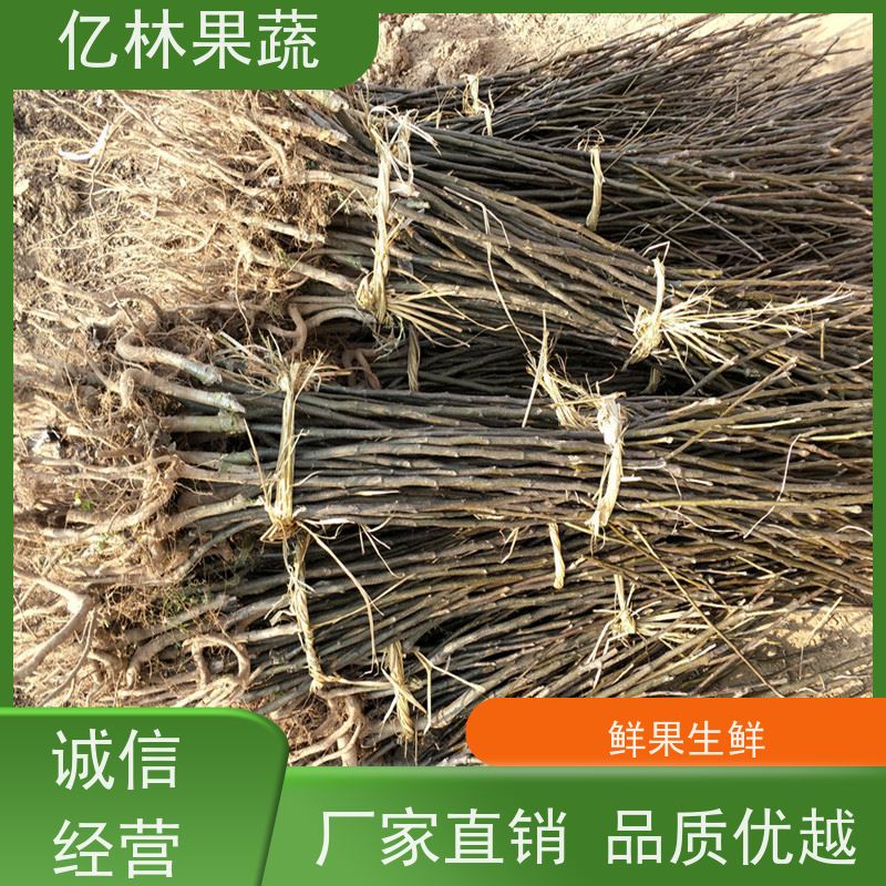 亿林苗木 红巴梨树苗 基地直发 盆栽地栽庭院红香酥梨苗