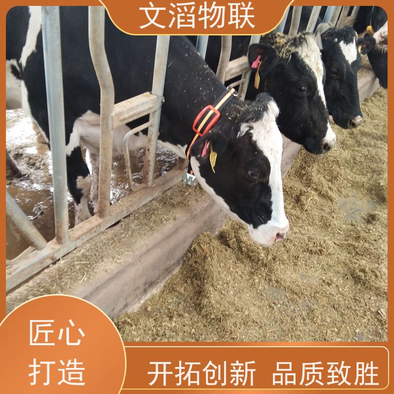 文滔物联 猪B超 多功能畜牧宠物定位计步器 源头厂家 
