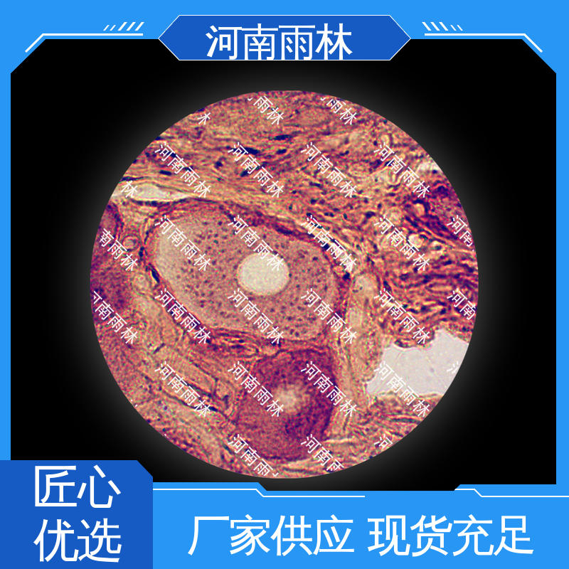 显微切片 个性化定做 质量优 一对一质检 雨林教育