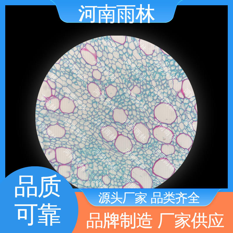 植物标本 一对一 品质优良 厂家销售 雨林教育工程