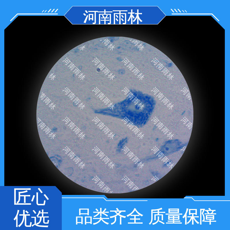 厂家销售 显微标本 质量保障 一对一 雨林教育工程
