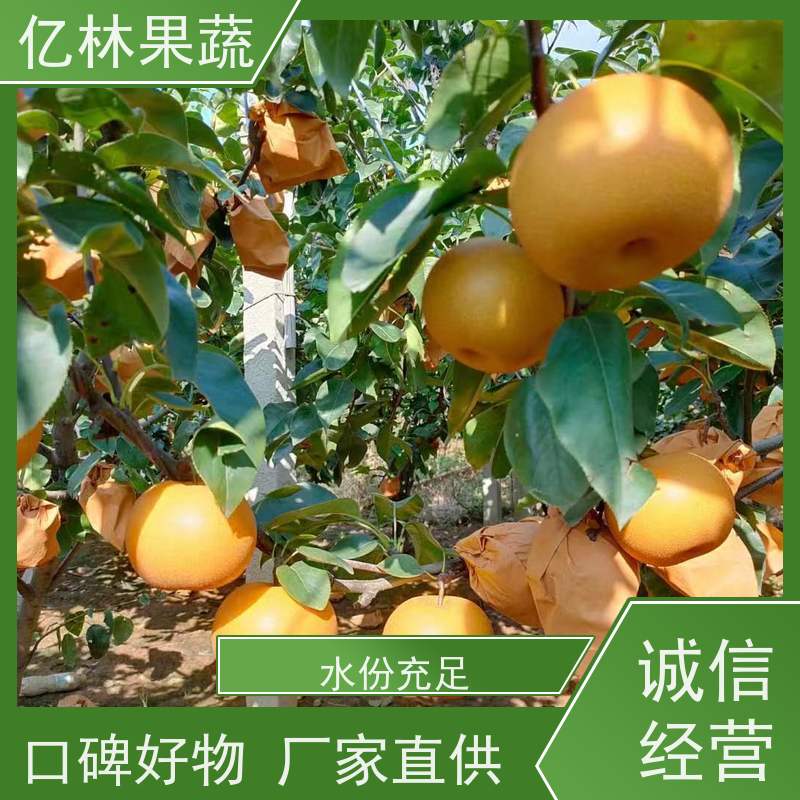 基地供应 园林嫁接桃苗 特产果树桃幼苗 易栽培桃树苗
