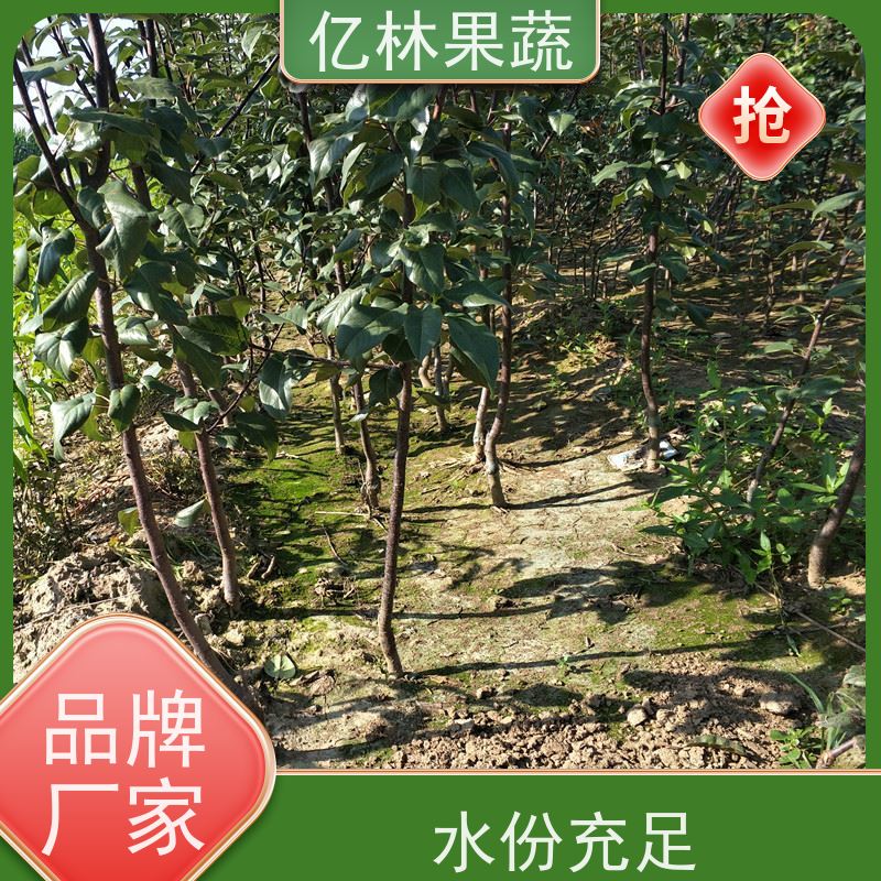 亿林苗木 桃树苗 新品种挑苗 香甜可口 根系饱满成活率高
