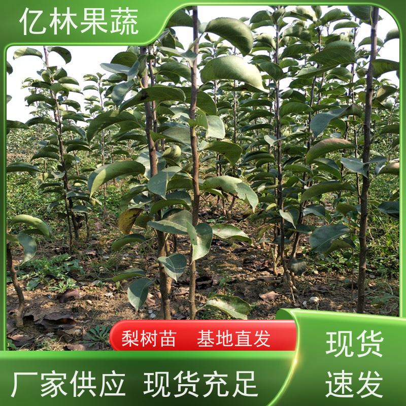 基地培育 油桃苗 嫁接技术指导 抗寒能力强 易栽培桃树苗