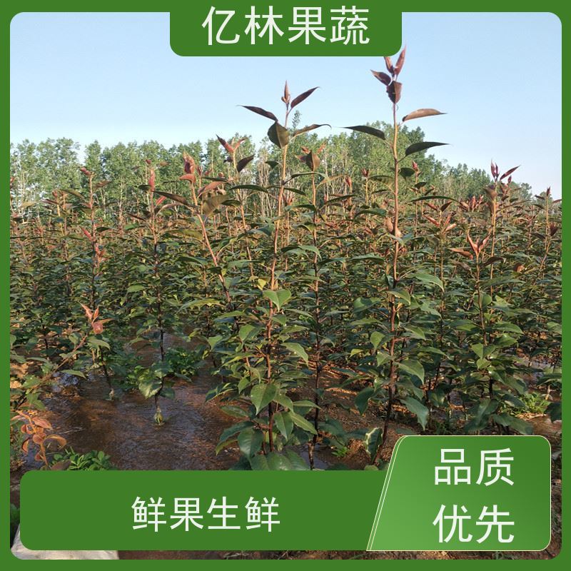 基地培育 黄桃苗 园林绿化果树苗 抗寒能力强 果实饱满味道好