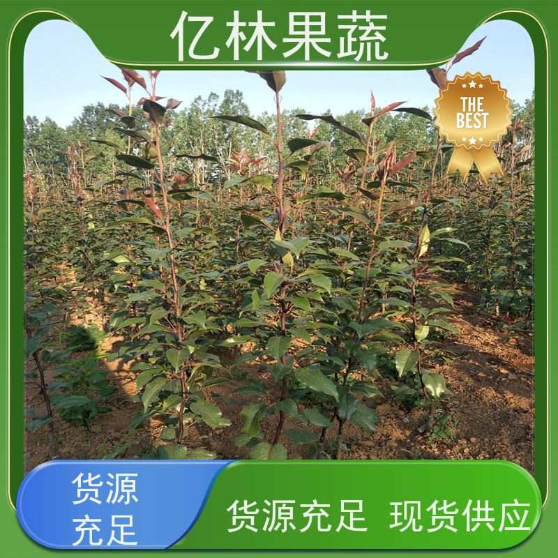 基地供应 黄桃苗 嫁接技术指导 抗寒能力强 根系饱满成活率高