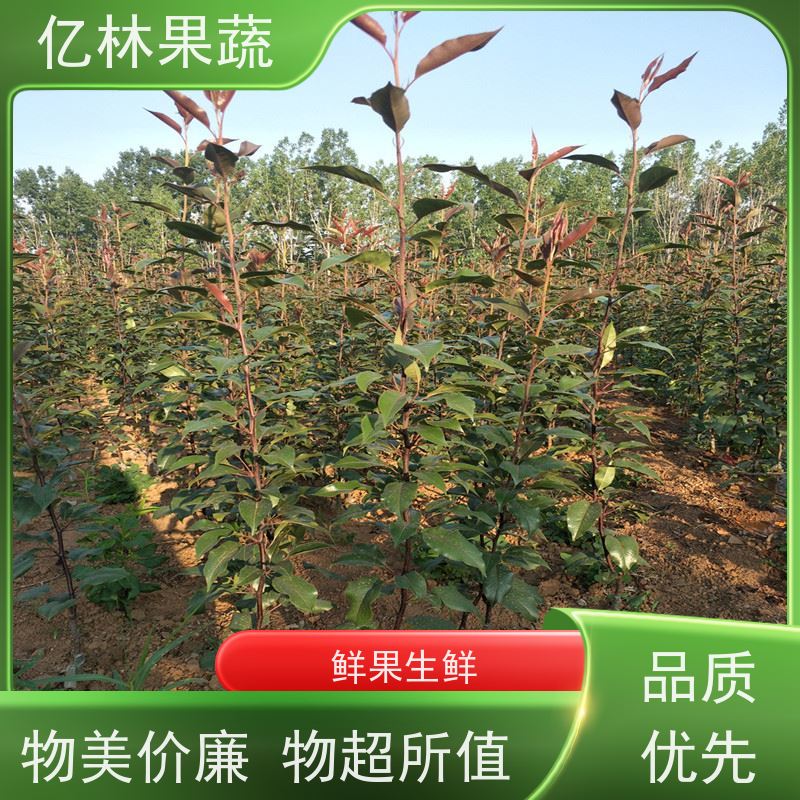 基地培育 中梨系列梨树苗 成活率高 新品种梨苗 香甜可口