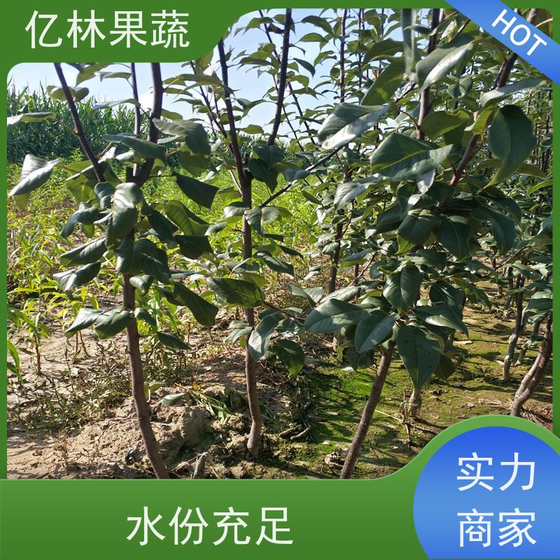基地供应 根系饱满成活率高 黄尊蜜梨 口感香甜 早酥梨树苗