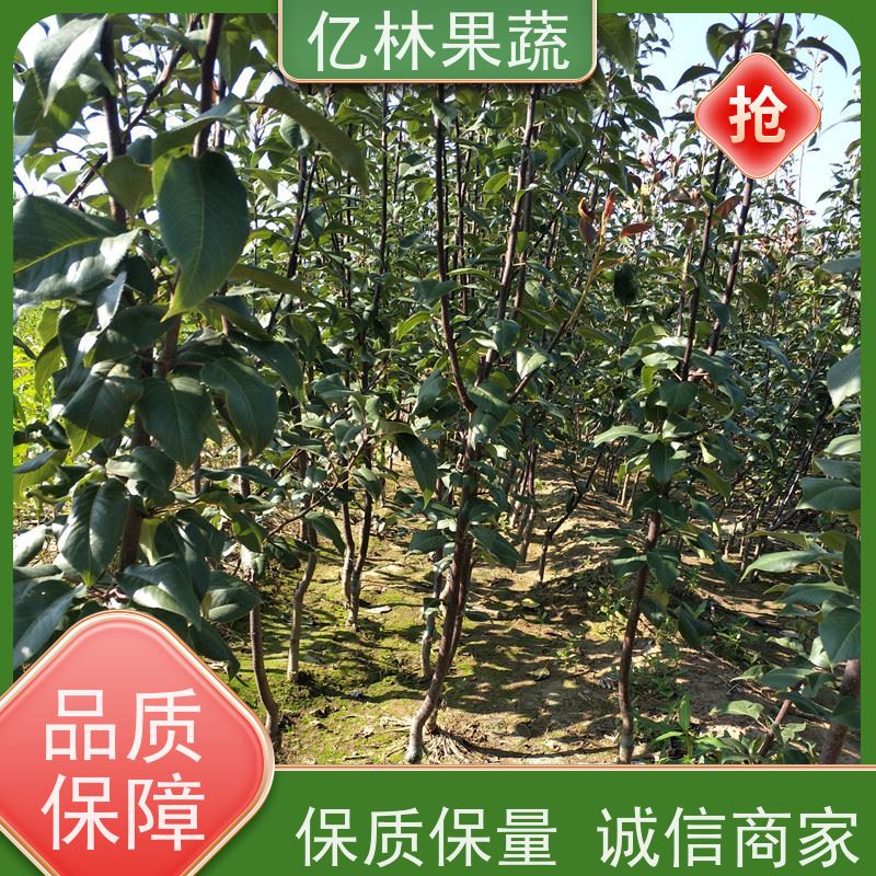 亿林苗木 早酥红梨苗 基地培育 果树苗批发 当年结果
