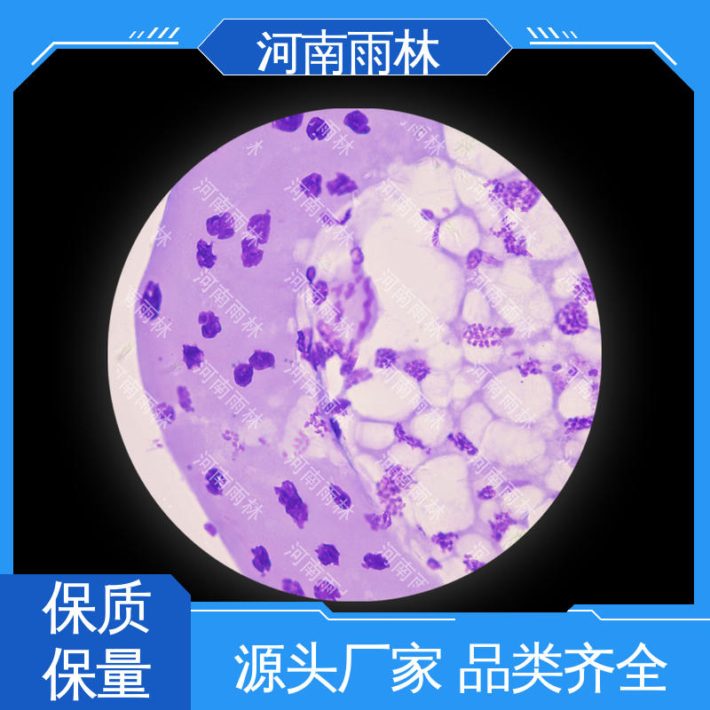 雨林教育 性价比高 品质优良 个性化定做 植物切片