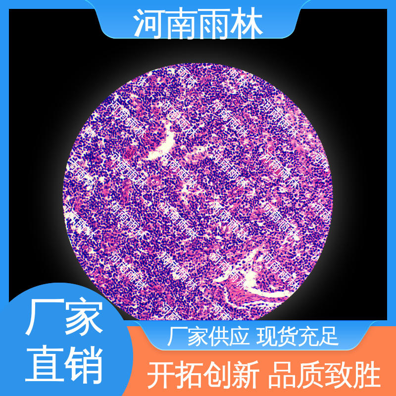 雨林教育 病害标本 可定制 一对一质检 源头工厂