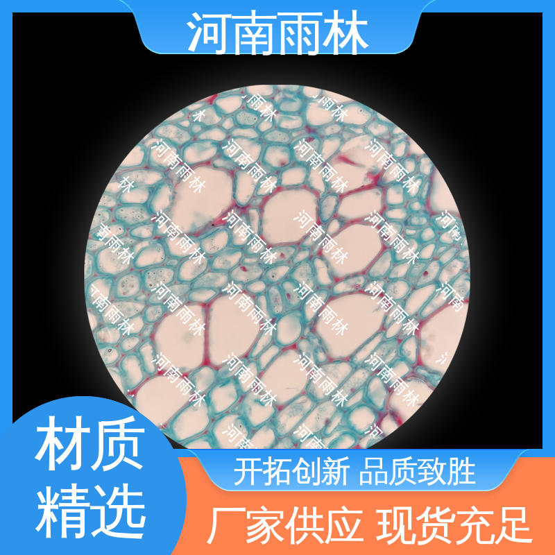 雨林教育 各类标本 性价比高 品质优良 个性化定做