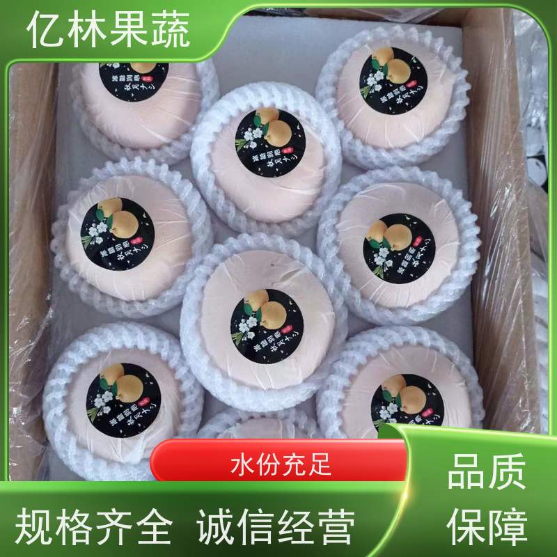 亿林苗木 基地培育 嫁接技术指导 抗寒能力强 红香酥梨树苗