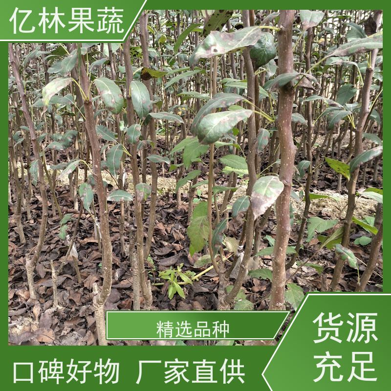 亿林苗木 绿宝石梨树苗 根系饱满成活率高 晚熟品种梨 口感脆甜
