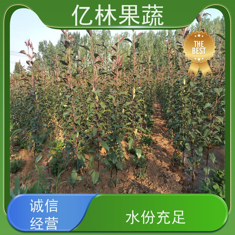 基地供应 园林嫁接桃苗 特产果树桃幼苗 成活率高