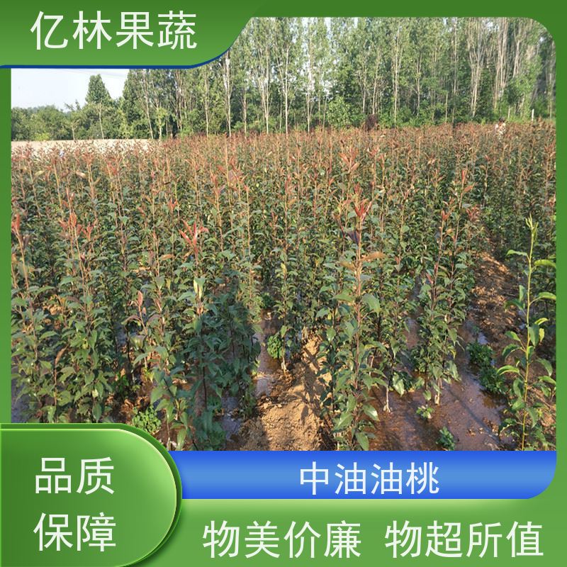 亿林苗木 秋彤桃 特产果树桃幼苗 果实饱满味道好