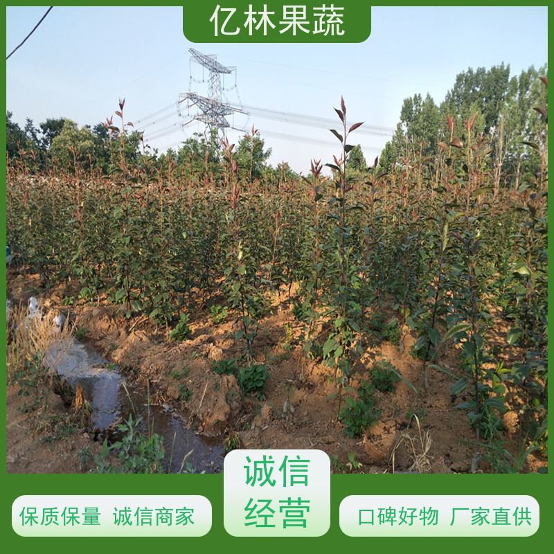 基地供应 园林嫁接桃苗 现挖现发新鲜 粗两公分 成活率高