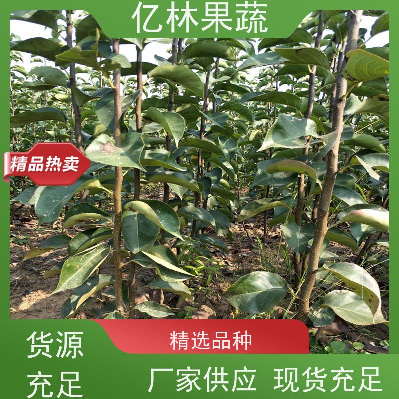 基地供应 成活率高 水晶梨树苗 新品种梨苗 香甜可口