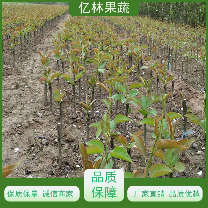 亿林苗木 晚熟品种梨 口感脆甜 果实饱满味道好 玉露香梨树苗