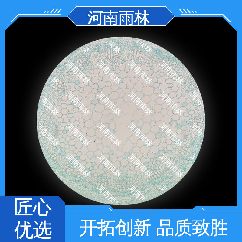 雨林教育工程 品质优良 个性化定做 实验标本 一对一