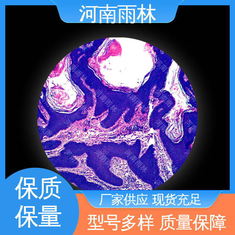 雨林教育 细胞清晰 厂家销售 售后无忧 显微切片