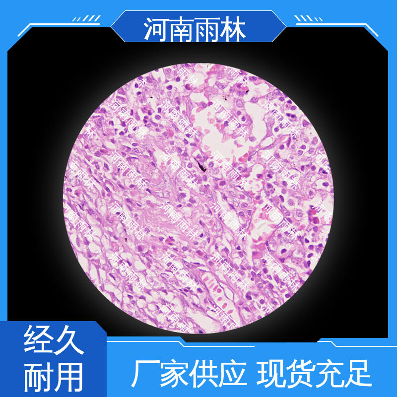 质量保障 显微标本 源头工厂 可后期加工 雨林教育