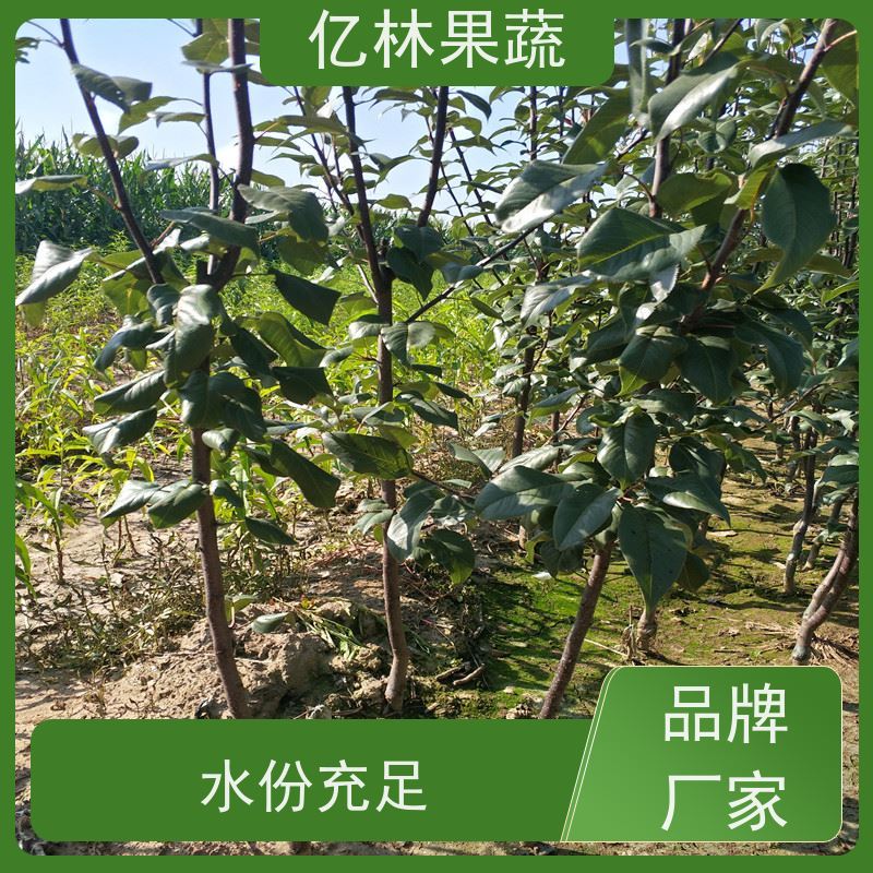 基地供应 晚熟桃树苗 嫁接技术指导 抗寒能力强 果实饱满味道好