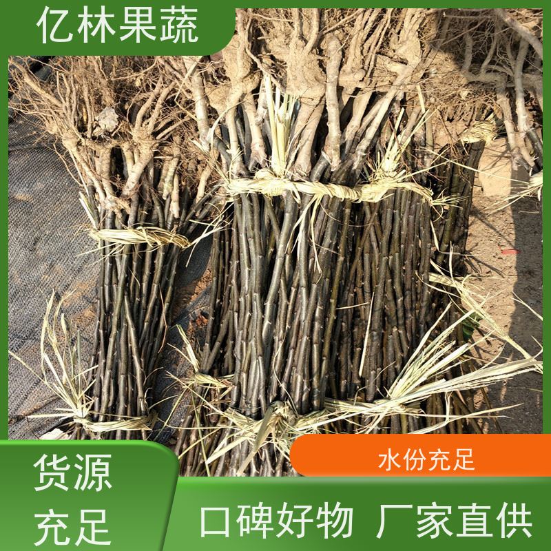 亿林苗木 黄桃苗 盆栽地栽庭院桃树苗苗 果实饱满味道好