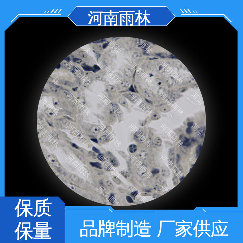 雨林教育 一对一质检 售后无忧 厂家销售 生物切片