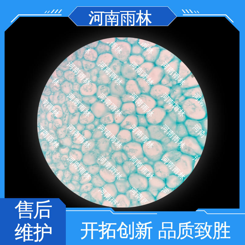 雨林教育工程 支持定制 病害标本 可后期加工 切片安全