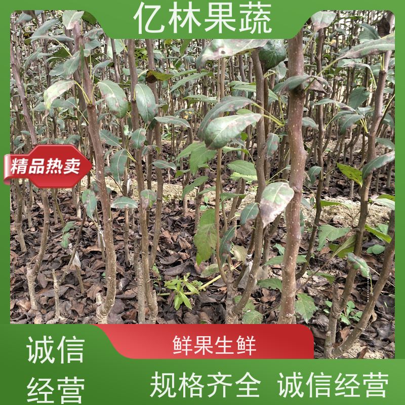 基地供应 红巴梨树苗 果实饱满味道好 黄尊蜜梨 口感香甜