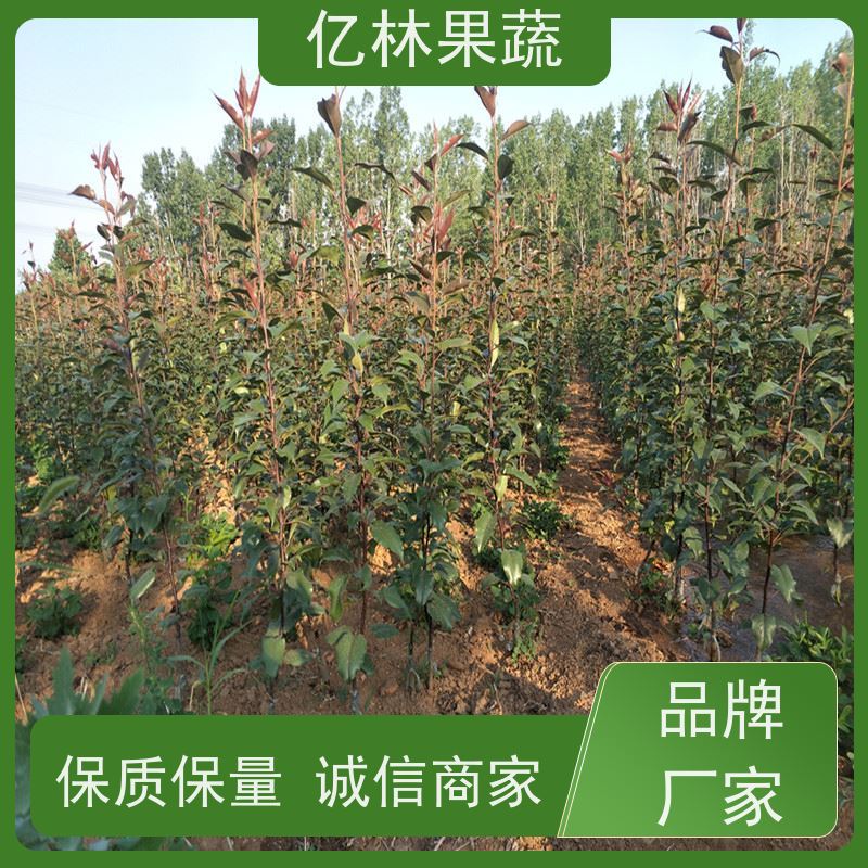 亿林苗木 秋彤桃 现挖现发新鲜 粗两公分 易栽培桃树苗