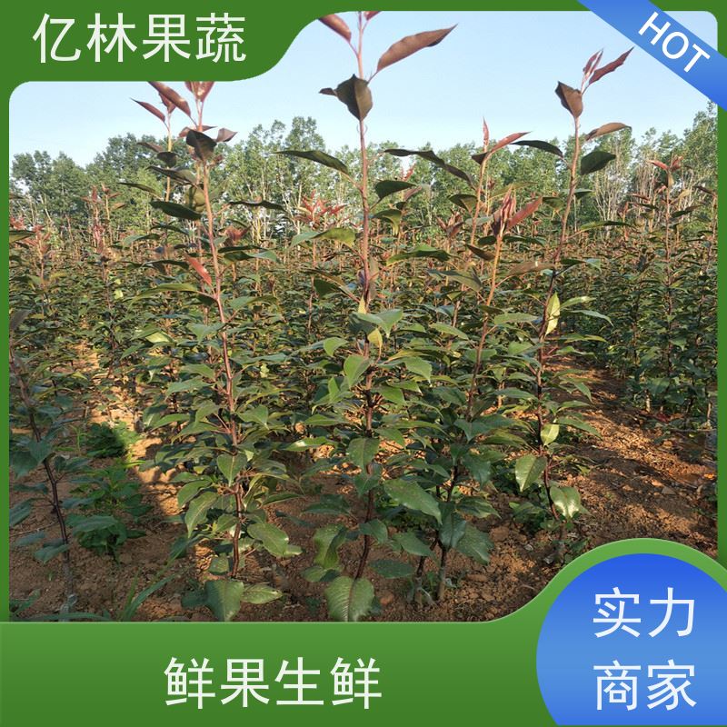 亿林苗木 晚熟桃树苗 现挖现发 口感香甜 成活率高