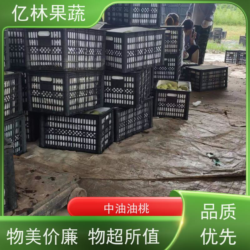 基地供应 秋彤桃 现挖现发新鲜 粗两公分 成活率高