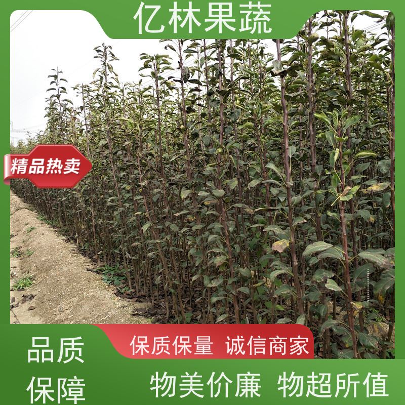 基地供应 黄桃苗 桃树果苗批发 自家园林 成活率高