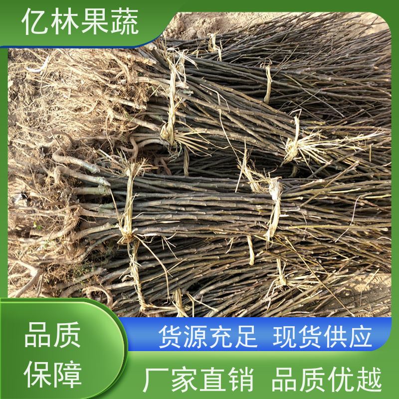 亿林苗木 奥红梨树苗 果实饱满味道好 新农酥梨 现挖现发