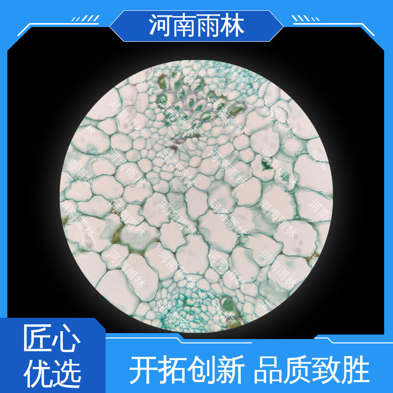 雨林教育 一对一质检 病害标本 质量优 个性化定做